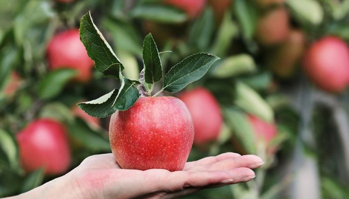 Buah Apple Manfaat